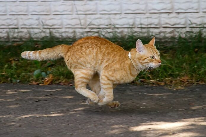 Como impedir que um gato fuja ao ar livre