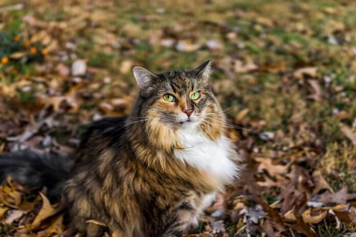 Como saber se o seu gato é um Maine Coon 