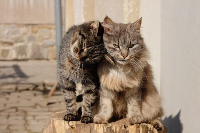 Como saber se os gatos estão ligados?