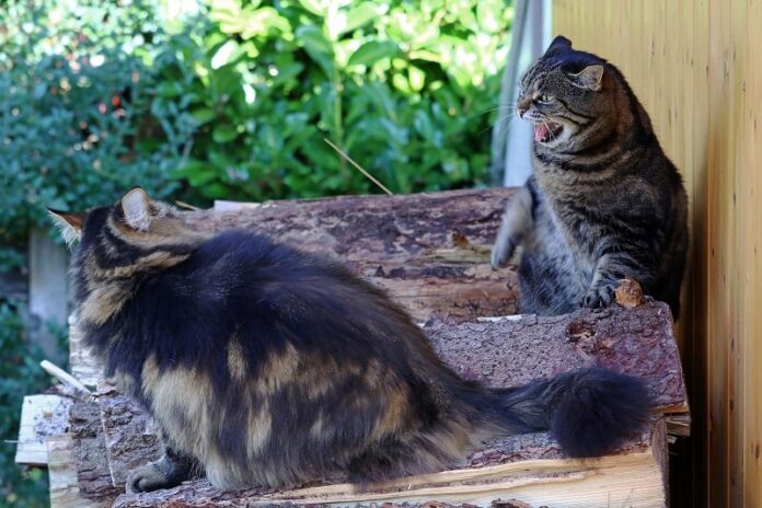 Como apresentar dois gatos quando um é agressivo