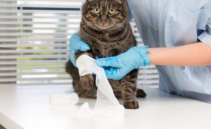 Como você pode saber se um gato quebrou as pernas?