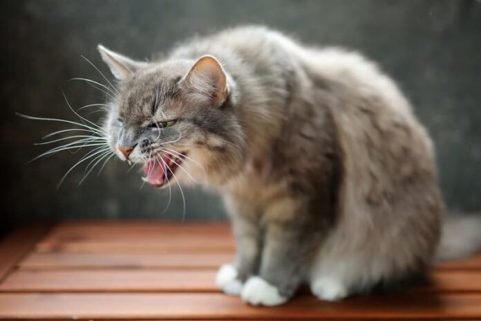 Gato sibila para o novo gatinho