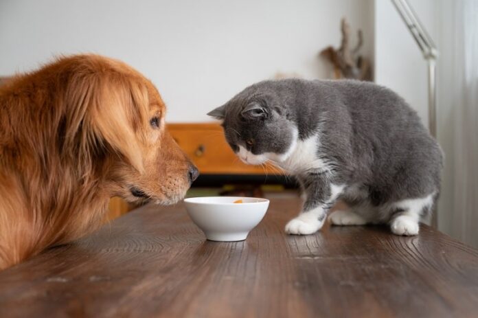 Gatos e cachorros podem beber da mesma tigela de água?