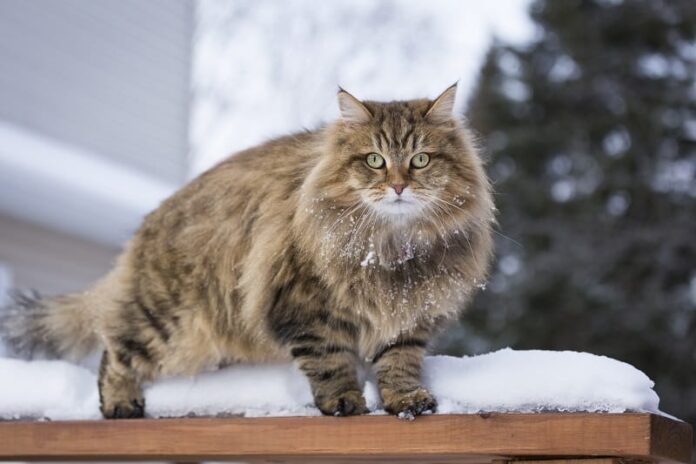 Maine Coon x Siberiano