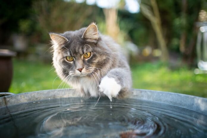 Faça Maine Coons como água