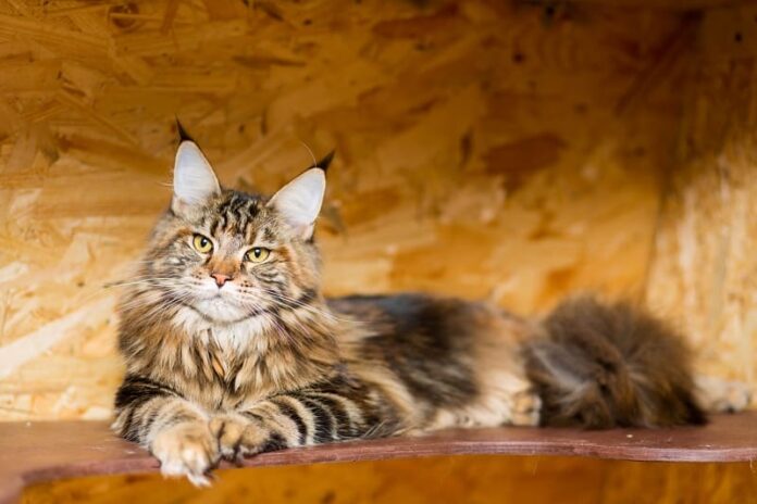 Os Maine Coons são hipoalergênicos?