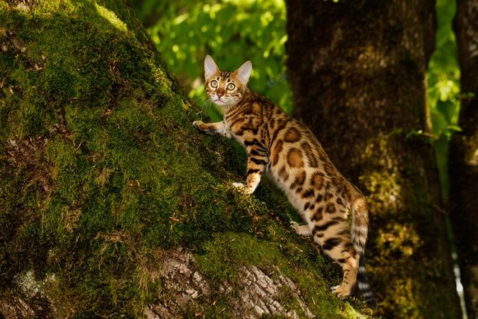 Os gatos Bengal são agressivos? 