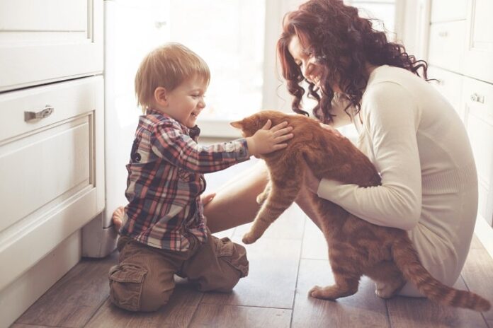 Os gatos se lembram dos humanos? 