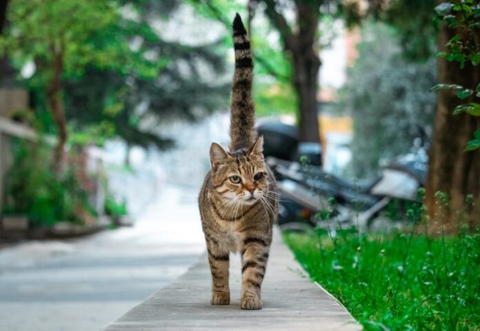 Por que os gatos têm rabo?