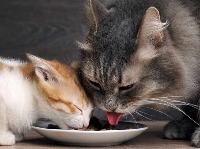 Quanta comida úmida um gatinho deve alimentar por dia?