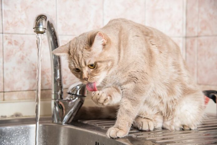 Quanto tempo um gato pode ficar sem água