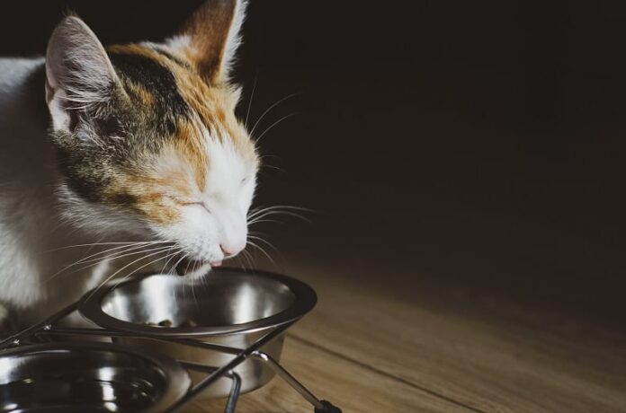 Quanto tempo um gato pode ficar sem comida