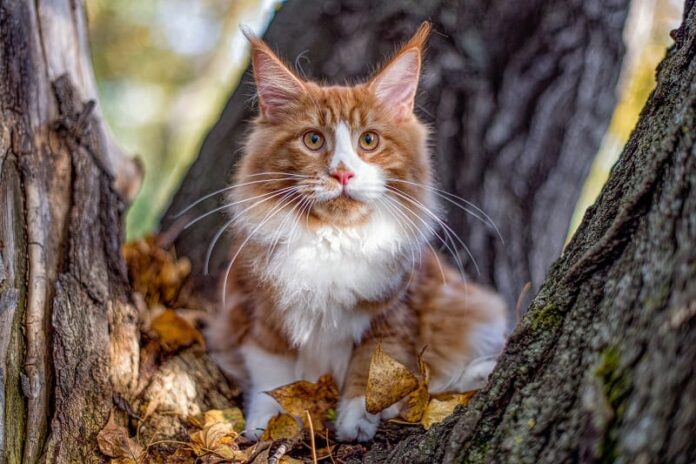 Red Maine Coon 