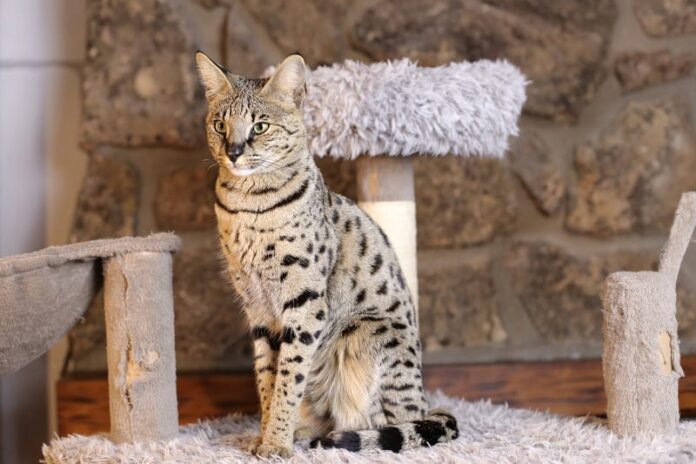 Savannah Cat Grooming - Como cuidar do seu Savannah