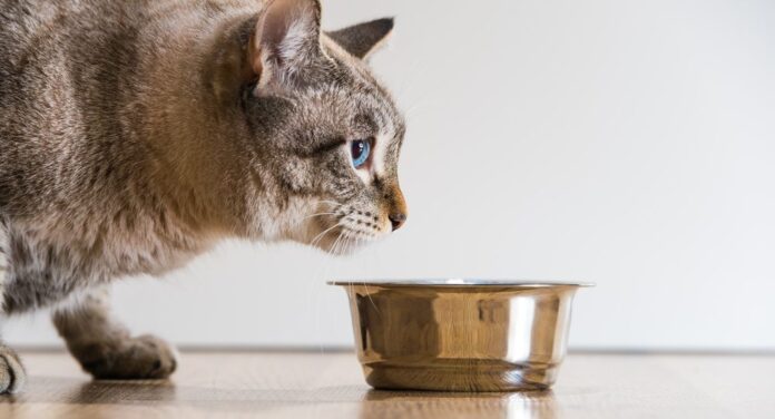 Gato não come depois da cirurgia