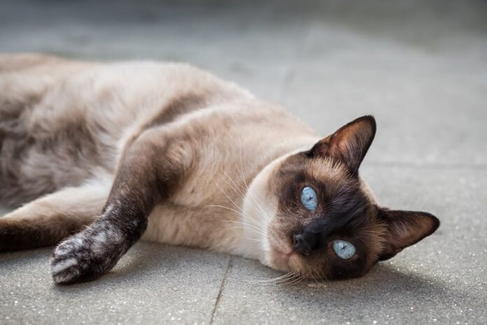 tempo de vida do gato siamês