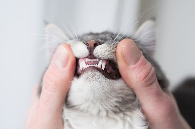 Seu gato pode ter problemas dentários ou problemas de saúde.