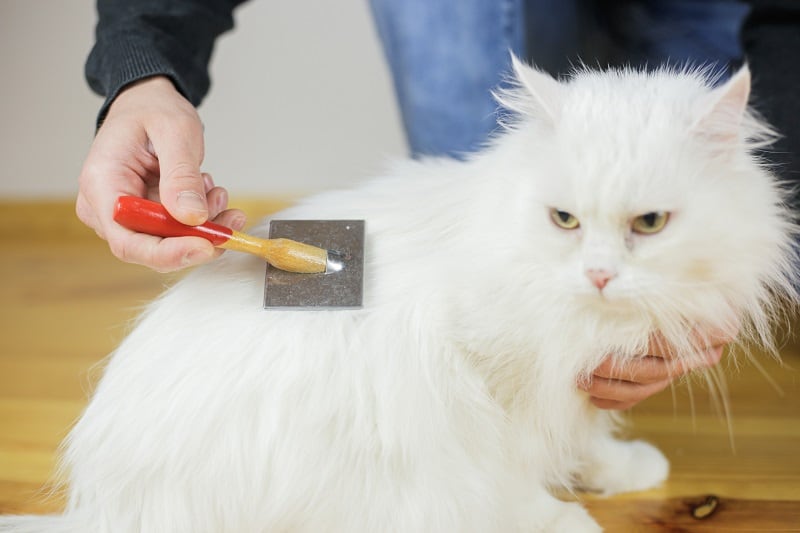 Erros comuns ao escovar seu gato 