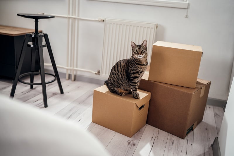 Seu gato ficará feliz morando em um apartamento?