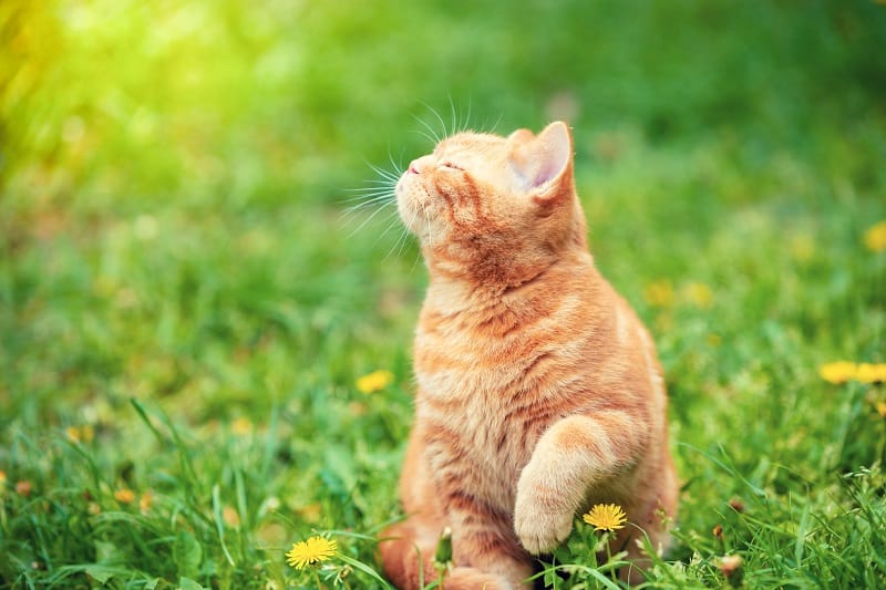 Seu gato deve ter acesso à corrida?