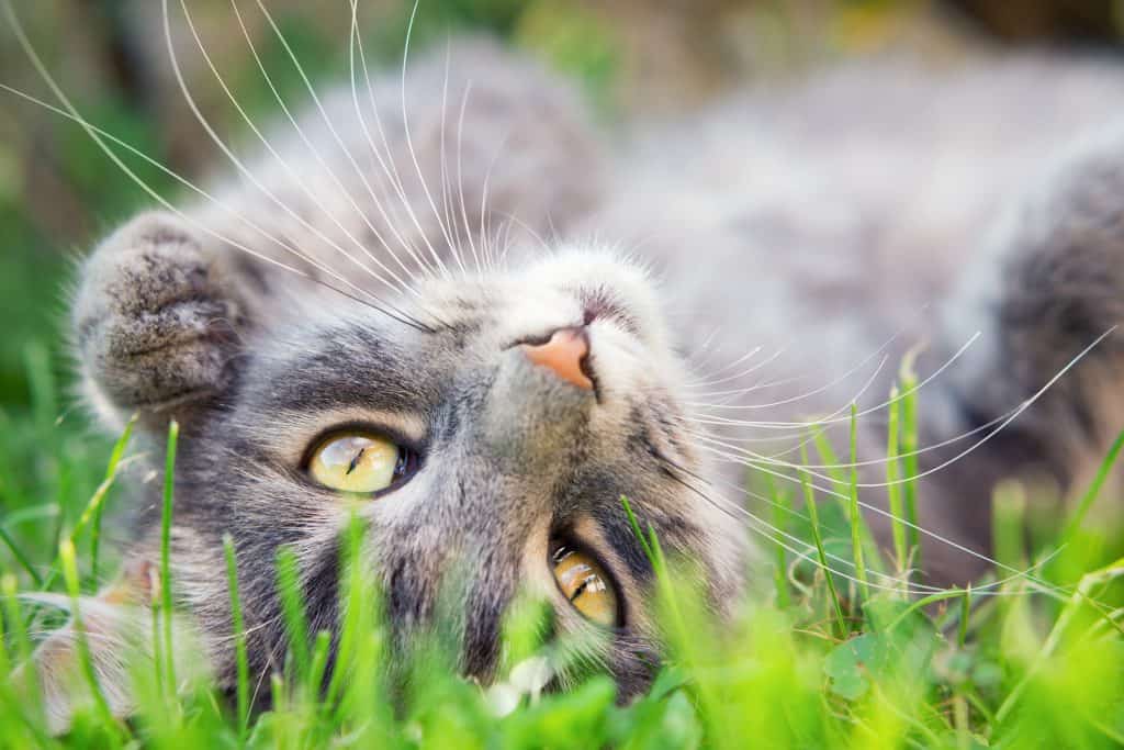 Aproximadamente quanto tempo são os bigodes?