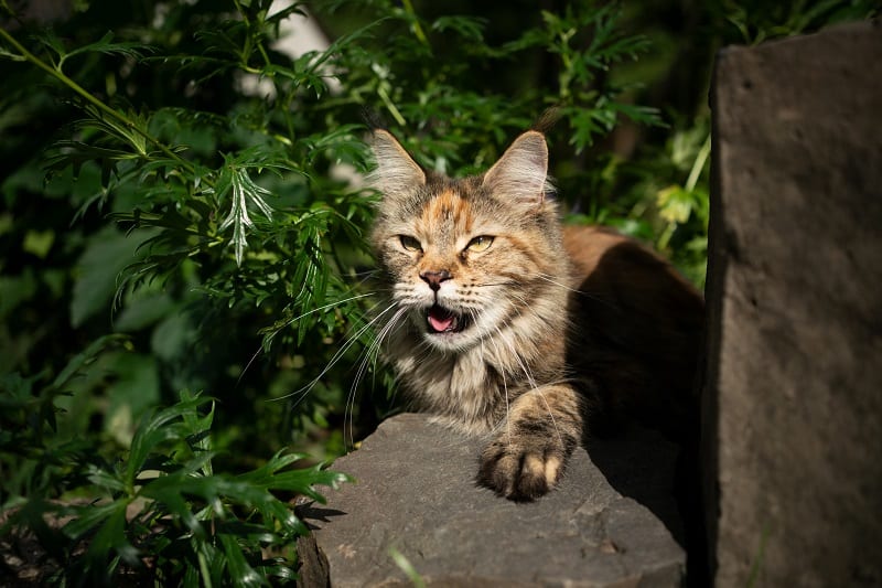 Por que os gatos ofegam