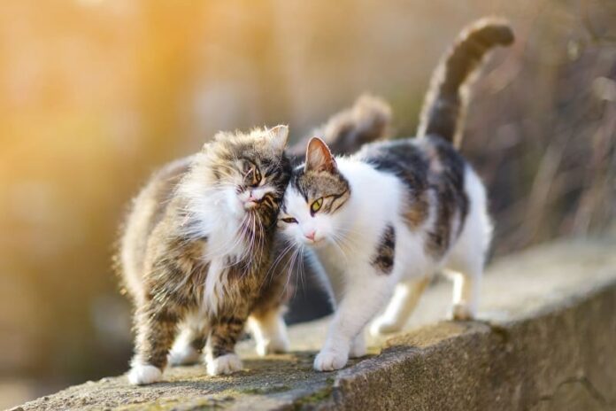 Gatos machos ou fêmeas são mais afetuosos? 