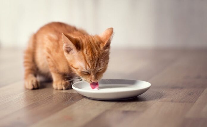 Os gatos podem beber leite sem lactose? 