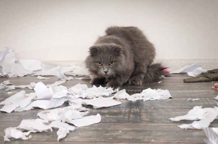 Por que meu gato está comendo papel?