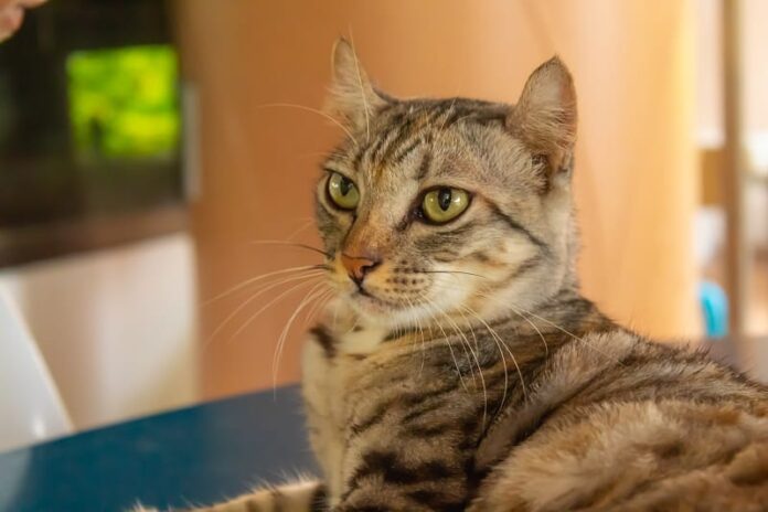 Quantos bigodes tem um gato?