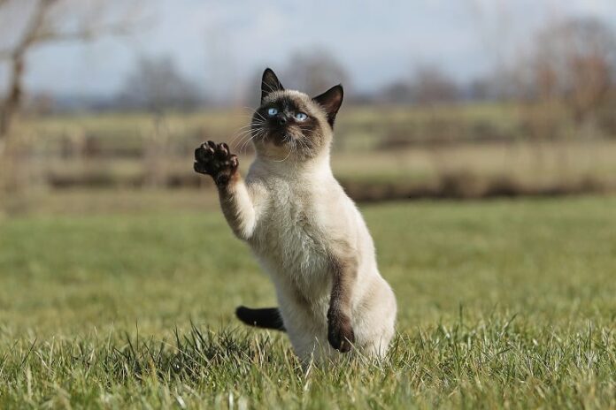 quão grandes são os gatos