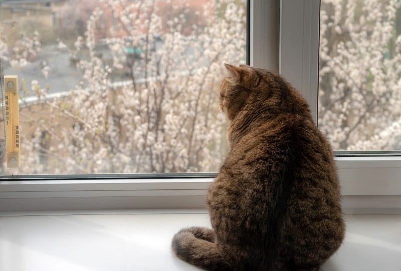 Seu gato é mal socializado