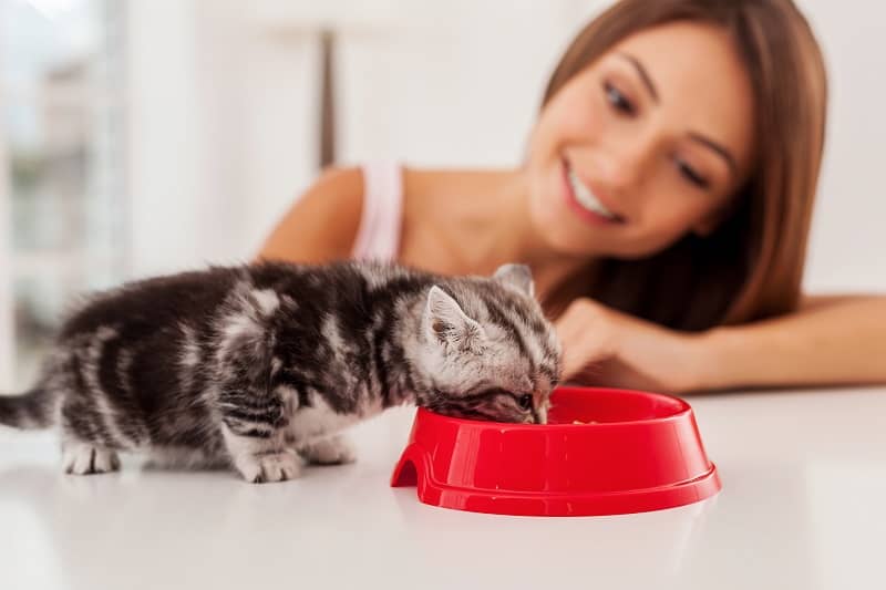 O gato quer que eu o veja comer