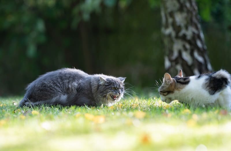 Impeça seu animal de estimação de assobiar para seus outros gatos