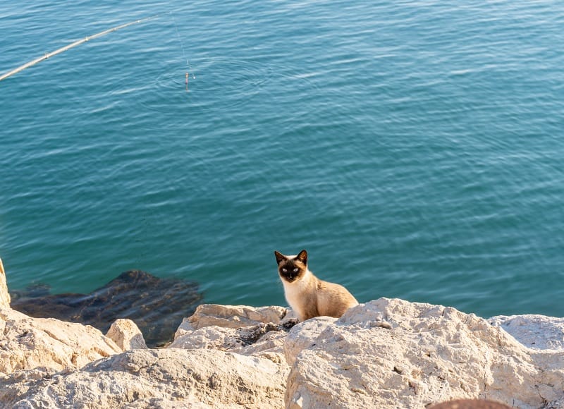 Os gatos siameses gostam de nadar?