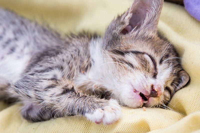 Por que os gatos pegam vermes: causas, tipos e sintomas