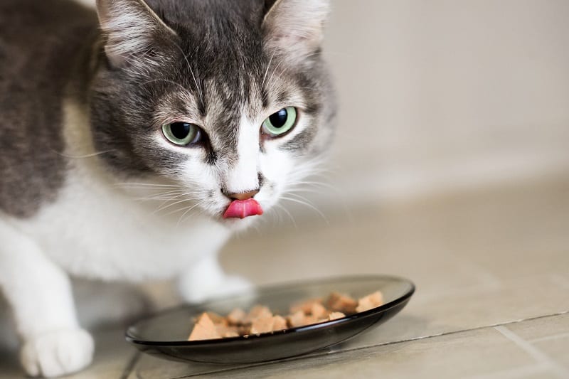 Sinais de problemas de saúde bucal em gatos mais velhos