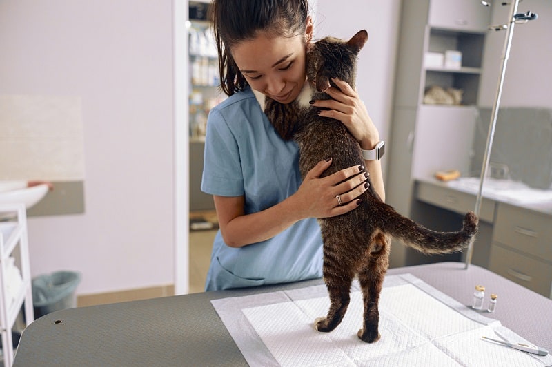 O que fazer se o seu gato é magro na parte traseira