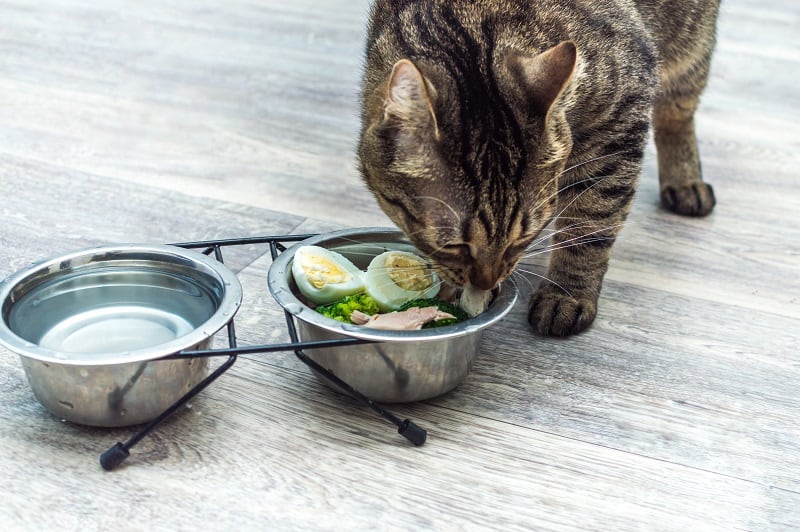 O que deve ser considerado ao escolher comida de gato para gatas em fase de amamentação? 