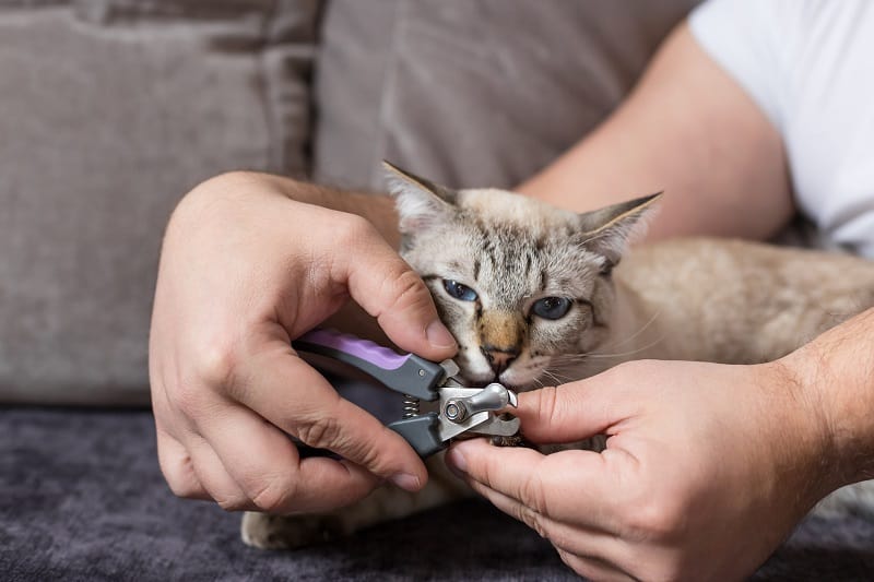 Tipos de corta-unhas para gatos 