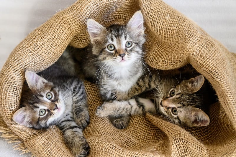 Como manter os gatinhos malhados saudáveis 