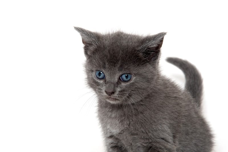 Com que idade a cor dos olhos de um gatinho muda?