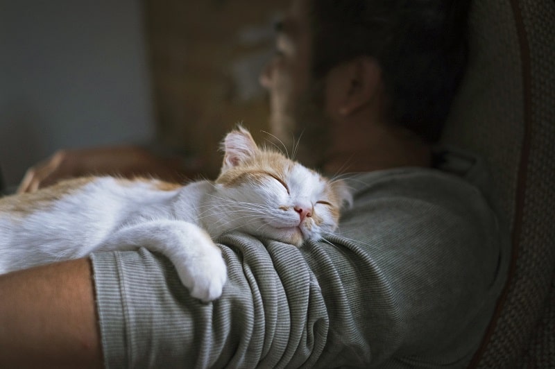 Gatos ronronam à noite