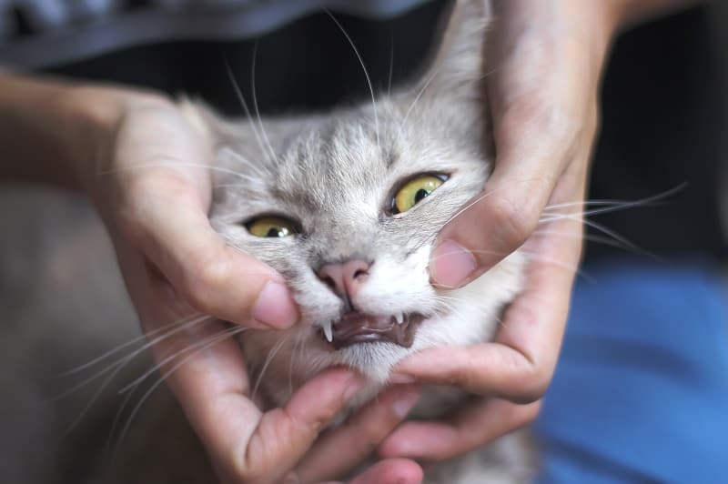  Seu gato pode dizer para você parar de dar atenção física a ele. 