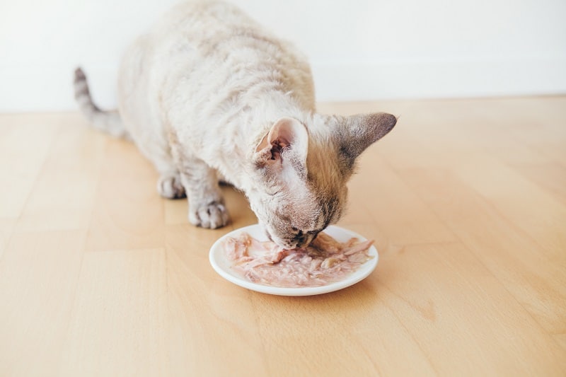 Seu gato pode comer atum em ração úmida?