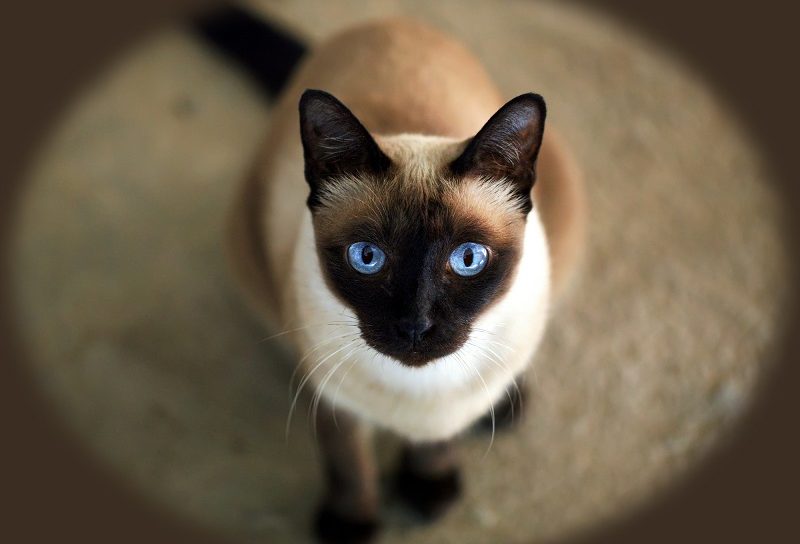 gatos siameses tradicionais