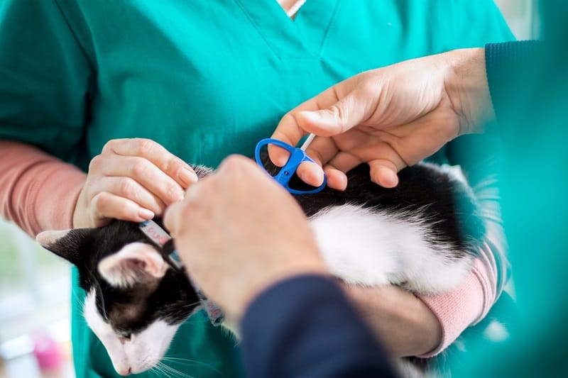 É hora de microchipar seu gato.