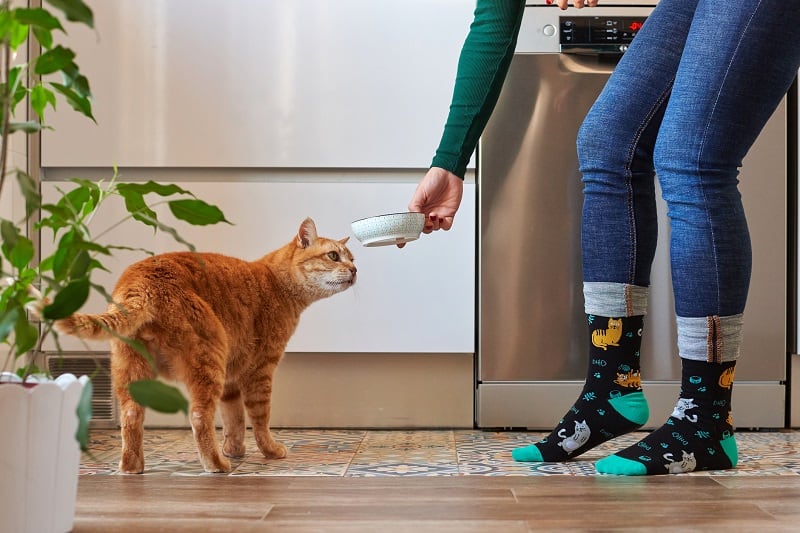 Dê ao seu gato algo para comer.