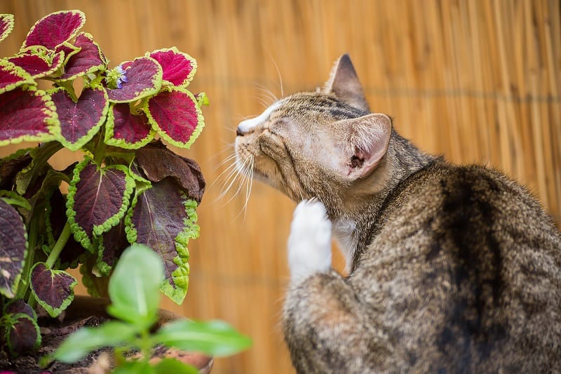 Quais são os diferentes tipos de remédios contra pulgas para gatos?
