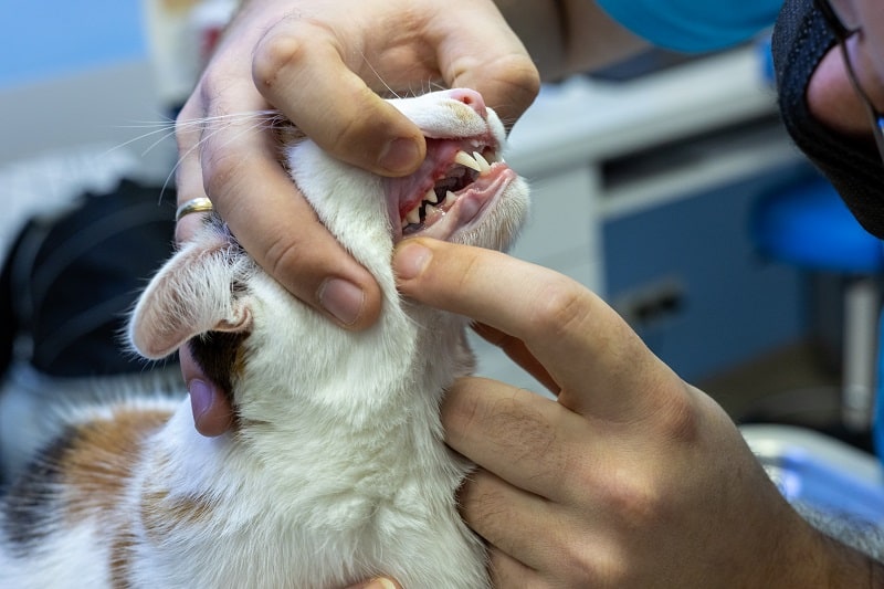 Como ajudar um gato a se recuperar de uma extração de dente